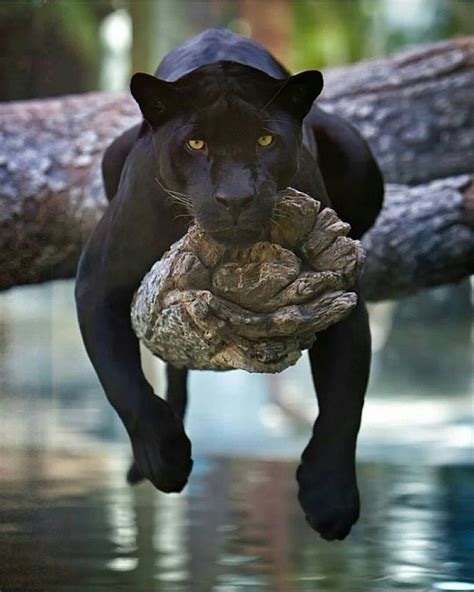 black panther animal florida